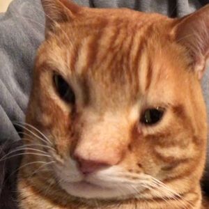 Meet your Posher, Connor